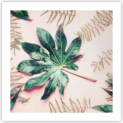 Produktbild von Poster - Poster ohne Rahmen - Blatt Tropisch Palme - 50x50 cm - Wand Bild - Wanddeko - Wandbilder - Kunstposter - Wandposter - Bilder - Kunstdruck - Wanddekoration - Wandbild - P2XAC50x50-4314