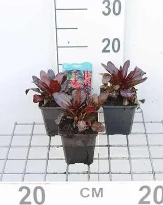 Produktbild von 6 x  Lobelia cardinalis - Kardinalslobelie - Topf 9 x 9 cm