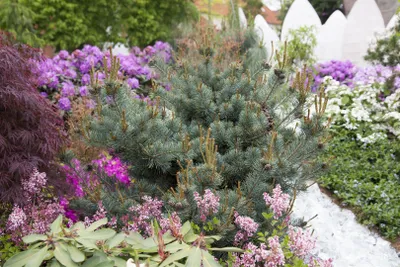 Produktbild von Pinus parviflora 'Negishi', Japanische Kiefer, 30–40 cm