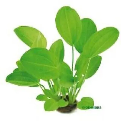 Produktbild von Echinodorus cordifolius Harbich Red rötlicher Froschlöffel Wasserpflanze