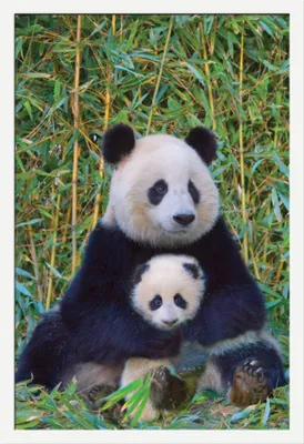 Image de Pandas - Poster - Mère et bébé + cadre interchangeable, Shinsuke® Maxi MDF blanc, vitre acrylique