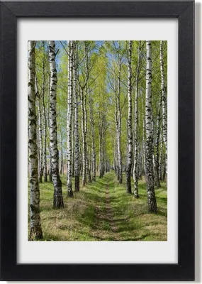 Produktbild von Bild 20x30 MDF-Rahmen, Wandkunst Birkenwald