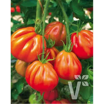Produktbild von Ochsenherz-Tomate 'Corazon' - Solanum lycopersicum, Tomatenpflanze im 11 cm Topf - 11cm