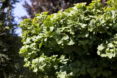 Produktbild von Ginkgo biloba 'Simon', Fächerblattbaum, 40–60 cm