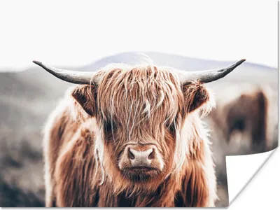 Produktbild von MuchoWow® Poster Schottischer Highlander - Berg - Hoorn 120x90 cm - Wandbild