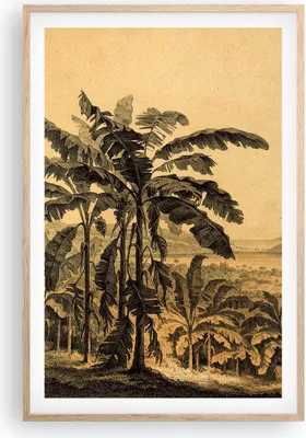 Produktbild von Gerahmtes Poster - Rahmen in heller Eiche - Palmen Wald Regnerisch - 61x91,5 cm - Wand Bild - Wanddeko - Wandbilder - Kunstposter - Wandposter - Bilderrahmen - Bilder - Kunstdruck - P2NPA61x91-4983