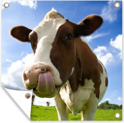 Produktbild von MuchoWow® 100x100 cm Outdoor-Poster Gartendeko Sichtschutz Garten Poster für den Garten  Kuh - Bauernhof - Gras