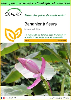 Image de SAFLAX Garden to go - Bananier à fleurs - 8 graines - Musa