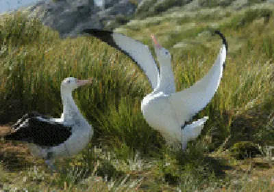 Produktbild von 3 D Ansichtskarte Wanderalbatrosse, Postkarte Wackelkarte Hologrammkarte, Tier Vogel