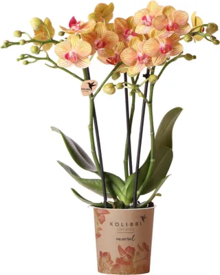 Produktbild von Kolibríkové orchidey | oranžová orchidea Phalaenopsis - 35 cm vysoká - velkost kvetináca 9 cm | kvitnúca izbová rastlina - cerstvá od pestovatela
