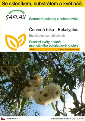 Obrázek produktu pro SAFLAX Kultivační sada - Červená řeka - Eukalyptus - Eucalyptus camaldulensis - 200 Semena - S mini skleníkem, pěstebním substrátem a 2 květináči