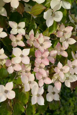 Produktbild von Cornus kousa 'Dwarf Pink', Japanischer Blumen-Hartriegel, rosa, 40–60 cm