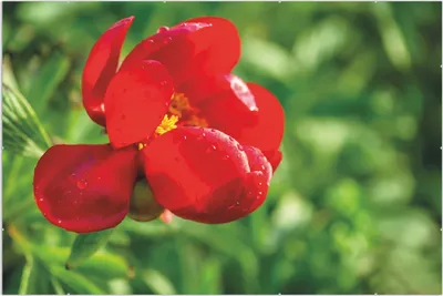 Produktbild von Wallario Wandbild Wilde rote Pfingstrose in Nahaufnahme, Größe: 61 x 91,5 cm, Poster mit rahmenlosen Bildhalter