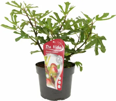 Obrázok produktu pre Trpasličí figovník Little Miss Figgy – Ficus carica – kompaktný figovník na balkón a do záhrady – 5 l kvetináč