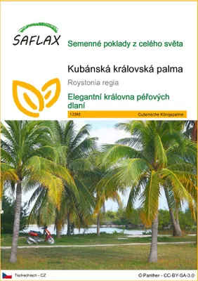 Obrázek produktu pro SAFLAX - Kubánská královská palma - Roystonia regia - 8 Semena