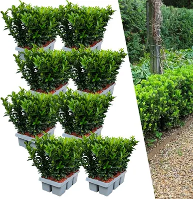 Image de Plants by Frank | 48 Plantes de fusain vert | Euonymus japonicus 'Green Spire' | Couvre-sol rustique | Vivaces rustiques | Plantes de jardin