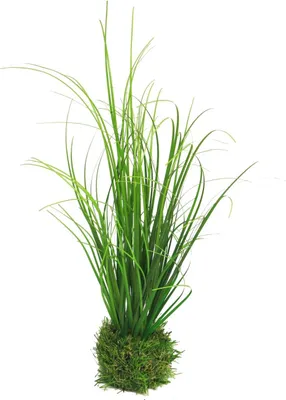 Produktbild von artplants.de Deko Gras Lampenputzergras Weilin auf Grasballen, grün, 25 cm - Deko Grasbüschel