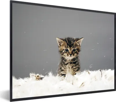 Produktbild von MuchoWow® MuchoWow® Gerahmtes Poster Katze - Kätzchen - Federn 40x30 cm - Poster mit zchwarzem Bilderrahmen - Kunstposter - Wanddekorationen
