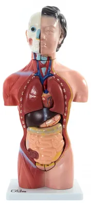 Anatomisches Torso-Modell, weiblich, 13 Teile, 42 cm