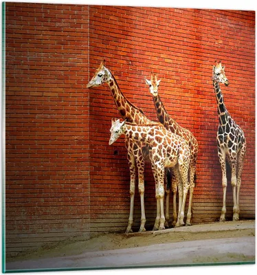 Produktbild von Bilder auf glas - Tiere Giraffen Zoo Familie - 50x50cm - Glasbilder - Wandbilder - Kunstdruck - zum Aufhängen bereit - Wanddekoration aus Glas - Glas Bilder - Wandbild auf Glas - GAC50x50-2643