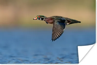 Produktbild von MuchoWow® Poster Ente - Fliegen - Vogel 120x80 cm - Bilder