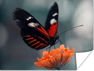 Produktbild von MuchoWow® Poster Schmetterling - Blume - Insekt 80x60 cm - Kunst für zu Hause