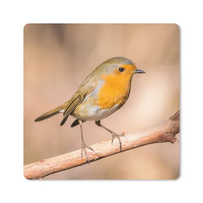 Produktbild von MuchoWow® Mauspad Mousepad Vogel - Zweig - Rotkehlchen 20x20 cm - Mousepads - Maus Mat - Pad - Mausunterlage - Desk Mat - Bureauartikeln