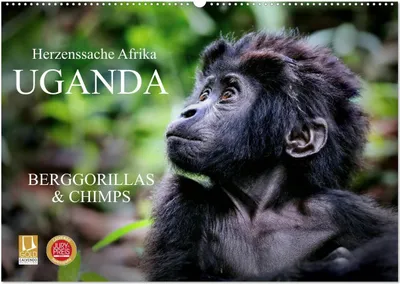 Produktbild von UGANDA - Berggorillas & Chimps (Wandkalender 2026 DIN A2 quer), CALVENDO Monatskalender