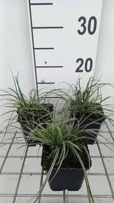Zdjęcie produktu dla 6 x Carex conica 'Snowline' - turzyca - doniczka 9x9 cm
