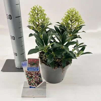 Zdjęcie produktu dla Skimmia jap. Rubesta® Cuba ('Moercuba'PBR) – skimmia japońska | 25–30 cm w doniczce