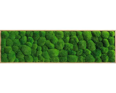 Produktbild von Kugelmoosbild Rahmen Eichenoptik 140x40 cm