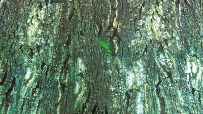 Immagine prodotto di Pannello posteriore per terrario Trixie 150x60 cm, bifacciale, corteccia d'albero/foresta