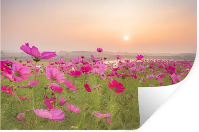 Produktbild von MuchoWow® - Selbstklebend - Fototapeten