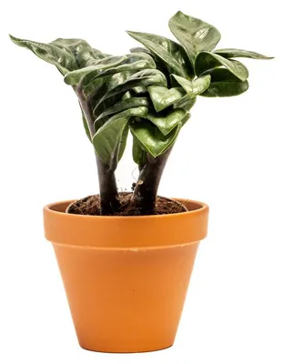 Obrázok produktu pre Gardners Zamioculcas zamiifolia Zenzi, priemer 9 cm