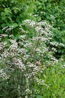 Produktbild von Anthriscus sylvestris 'Ravenswing', Wiesenkerbel, dunkelrot, ca. 11x11 cm Topf