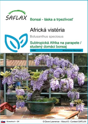 Obrázok produktu pre SAFLAX - africká vistéria - Bolusanthus speciosus - 15 Semená
