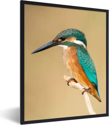 Produktbild von MuchoWow® Gerahmtes Poster Eisvogel - Tiere - Vogel 60x80 cm - Poster mit Schwarzem Bilderrahmen Wandposter Rahmen Foto Bilder - Premium - Wanddeko Wohnzimmer