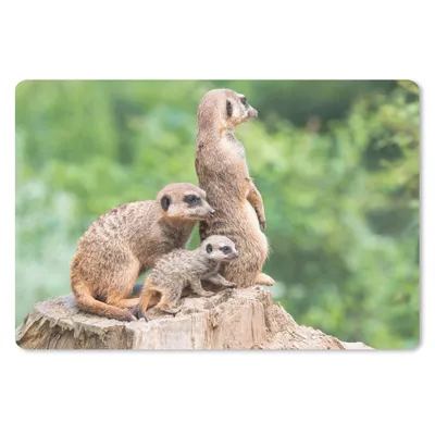Produktbild von MuchoWow® Mauspad Mousepad Erdmännchen - Baumstumpf - Jungtier 27x18 cm - Mousepads - Maus Mat - Pad - Mausunterlage - Büroartikel - Desk Matten
