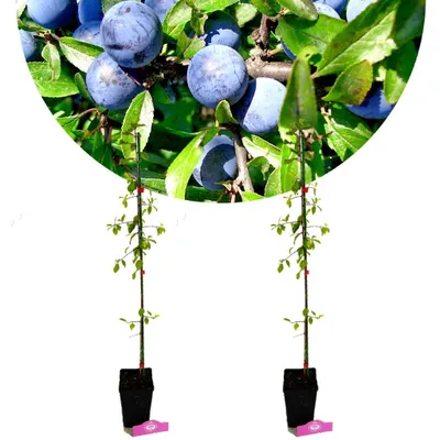 Obrázek produktu pro Sada 2 trnek (Prunus spinosa) - výška 60 cm - velikost květináče 9 cm
