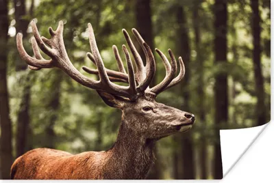 Produktbild von MuchoWow® Poster Hirsch - Natur - Geweih - Wald - Tiere 120x80 cm - Bilder