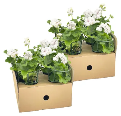 Produktbild von Hängende Geranie (Pelargonium peltatum), Weiß, Ø 12 cm