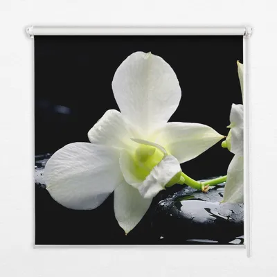 Produktbild von Seitenzug-Rollo Fensterrollo Jalousie - Thermo-Rollo Verdunkelungsrollo - 110x140 cm - Orchideen