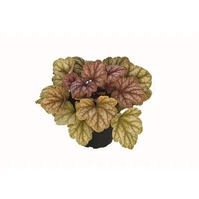 Produktbild von Heuchera "Champagne" - Purpurglöckchen "Champagne", im Topf 12 cm - 12cm