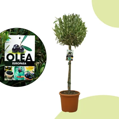 Produktbild von Olea europaea – Olivenbaum Hochstamm Topf Ø 18 cm