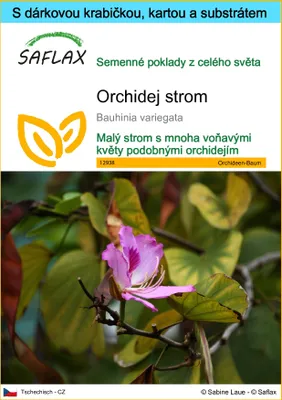 Obrázek produktu pro SAFLAX Dárková sada - Orchidej strom - Bauhinia variegata - 8 Semena - S dárkovou krabičkou, přepravním štítkem, dárkovou kartou a pěstebním médiem
