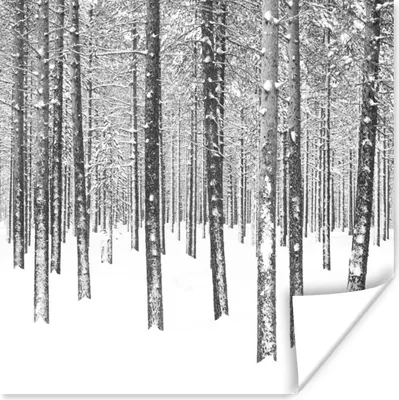 Produktbild von MuchoWow® Poster Tannenbäume im Schnee 100x100 cm - Babyzimmer