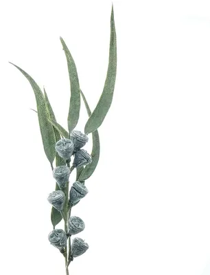 Produktbild von GASPER Eukalyptusfruchtzweig Grau & Grün 40 cm - Kunstblumen