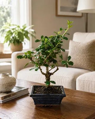 Zdjęcie produktu dla Carmona microphylla ok. 20 cm – bonsai z liści fukien, bonsai pokojowe, wiecznie zielone, azjatyckie bonsai do wnętrz, do domu i biura