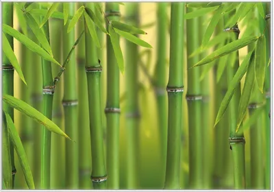 Produktbild von Wallario Wandbild Grüner Bambuswald, Größe: 70,30 x 100,30 cm, Poster mit weißem Kunststoffrahmen