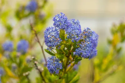Produktbild von Ceanothus impressus 'Victoria', Kalifornischer Flieder, blau, 30–40 cm